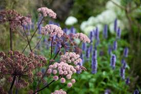 Angelica plant